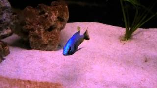 Placidochromis sp jalo Jalo reef [upl. by Rhtaeh808]