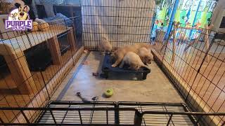 Golden Retrievers playing on a cot [upl. by Syman375]