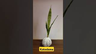 Kokedama piano nature [upl. by Waylen]