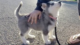 Husky Puppies Funny Compilation 4  Best of 2018 [upl. by Blakeley]