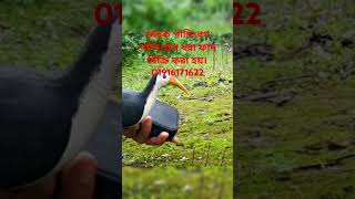 birds animaltrap pakhirdak birdcontrol dahukpakhi funny birdtrapshorts shortvideo [upl. by Elyag447]