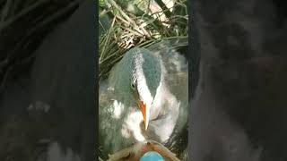 CloseUp Footage of Birds Nesting and Feeding [upl. by Asela]