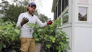 Pruning Fig Trees for Form or Production [upl. by Accem264]