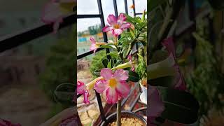 Adenium obesumforyou viralvideo nature love garden flowers flowers song [upl. by Annahoj532]