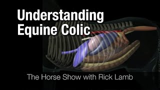 Understanding Equine Colic [upl. by Renfred]