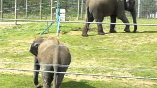 Woburn Safari Park Great BritainElephants [upl. by Naelopan522]