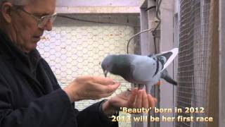 RACING PIGEONS 2013 HENS TEAM [upl. by Kalvin]