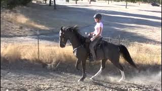 Tennessee walking horse flat walk running walk rack canter slow motion [upl. by Ardnola]