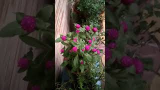 Beutiful gomphrena flower 🌺🌺indoorplants terracegardenplants trending viralvideo nature shorts [upl. by Adal]