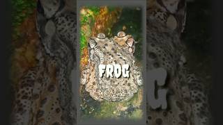 Frog relationship with each other 🤩viralvideo SdrVillageanimal frogs [upl. by Chamkis]