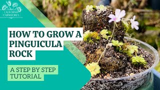 How To Make a Pinguicula Rock Display [upl. by Anaet]