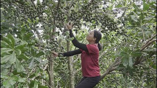 Harvesting macadamia and grapefruit to the market to sell Hilary Daily Life [upl. by Rimidalg529]