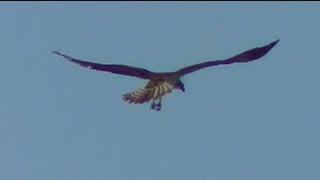 Visarend vangt prooi Tongplaat natuurpark de Biesbosch [upl. by Tildie]