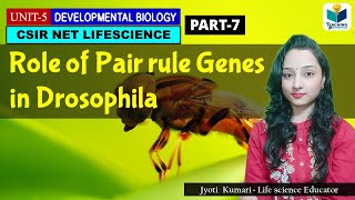 PAIR RULE GENES OF DROSOPHILAPART7  ZYGOTICSEGMENTATION GENES OF DROSOPHILA  CSIR NET DEV BIO [upl. by Nerraj]