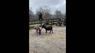 Tabitha is feeling better thank you at Bee Haven Animal Sanctuary [upl. by Renwick]