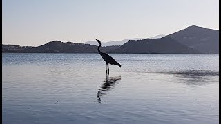 Amazing View of Grey Heron At Naxos [upl. by Nylidnam989]