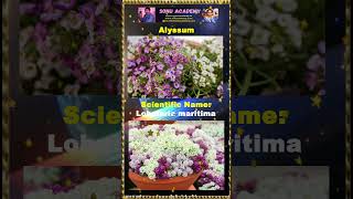 Alyssum alyssum 💮🌺🌹video shortvideos shortsfeed nature viralvideos shorts [upl. by Eentruok]