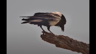 Pied Crow Vocalizing [upl. by Neelyaj]