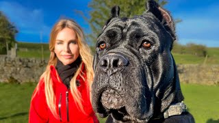 THE WORKING CANE CORSO  FIERCE HUNTER GUARD DOG amp PROTECTOR [upl. by Embry]