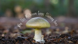 Why Identifying The DEATH Cap Mushroom Could Save Your Life [upl. by Shabbir]