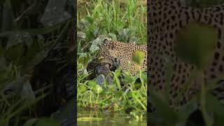 Jaguar Hunting shortsfeed emotiona ytshorts youtubeshorts wildlife wildanimals facts short [upl. by Atlas]