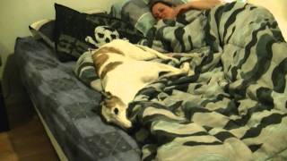 greyhound in my bed [upl. by Gnauq]