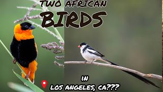 Exotic Birds in Los Angeles PinTailed Whydah amp Northern Red Bishop nikonz8 tamron150500 [upl. by Irrac]