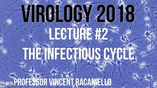 Virology 2018 Lecture 2 The Infectious Cycle [upl. by Mmada454]