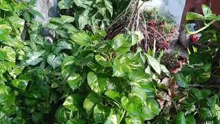 Many plant Etna accha kaise bana ☘️☘️🏡 Mukta vlog 🏡🏡 [upl. by Ahtelat]