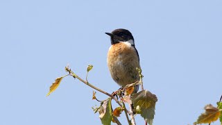 Stonechat calling [upl. by Htieh]