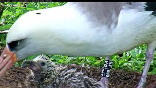 Close Up Of Laysan Albatross Mother Feeding Chick – Feb 5 2018 [upl. by Rodolfo]