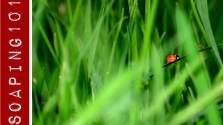 Can You Soap With It Fresh Cut Grass Clippings  Soaping101 [upl. by Jandel]