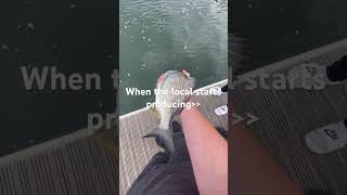 fishing jewfish sydneyharbour like [upl. by Nepets]