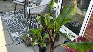 Growing 5 Banana Varieties In A UK Tropical Garden Hiniba Montbeliardii Maurelli Sikemensis Musa [upl. by Castera]