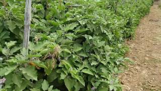 paraquat trail in grafted brinjal plants [upl. by Azaria]