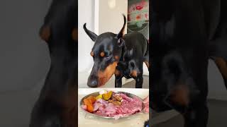 Mukbang ASMR Dog Eating Raw Meat [upl. by Reifnnej]