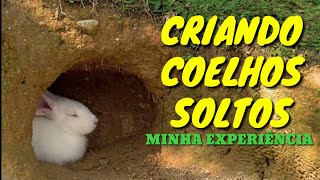 Criando coelhos soltos Você vai amar e odiar ao mesmo tempo  Minha experiência [upl. by Ssirk]