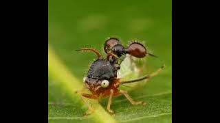 Cyphonia clavata which mimics the appearance of an ant to protect itself [upl. by Ayanet]