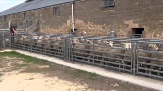 ProWay sheep yards  Mt Schanck South Australia [upl. by Arundel]