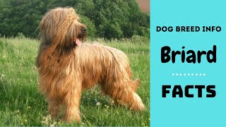 Briard dog breed All breed characteristics and facts about Briard dogs [upl. by Janella]