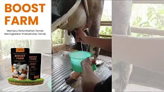 Nutricell BOOST FARM Untuk Sapi Perah  BEST CORPORATION [upl. by Siram]