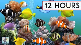 CORAL REEF AQUARIUM COLLECTION • 12 HOURS • BEST RELAX MUSIC • SLEEP MUSIC [upl. by Maxantia]