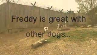 Dogs Trust Harefield Freddy [upl. by Silbahc]