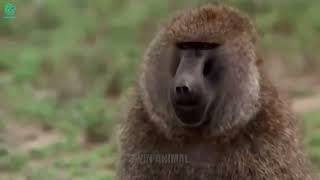 Crazy Revenge Baboons Kidnap Lion Cubs and Kill Them Brutally  Animals Fight wanimalus [upl. by Louls]