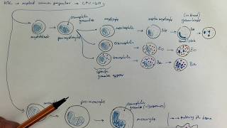 0804Granulopoiesis and monopoiesis [upl. by Erle584]