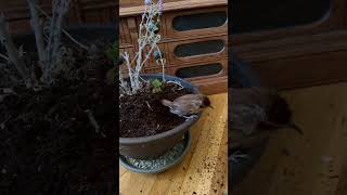 bird birds wren carolinawren bath time [upl. by Nal440]