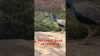 Baharat ka Rashtriya Pakshi Mor The peacock shortvideo nature wildlifeconservation [upl. by Heath]