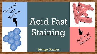 Acid Fast Staining  Differential Staining Method [upl. by Eahsan2]