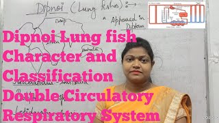 Dipnoi Lung fish ExternalInternal features Classification and Circulatory Respiratory system [upl. by Bernadina]