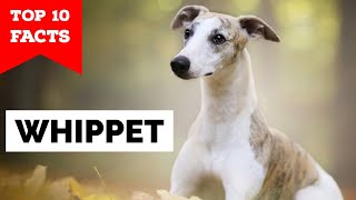 Whippet  Top 10 Facts [upl. by Aaberg]